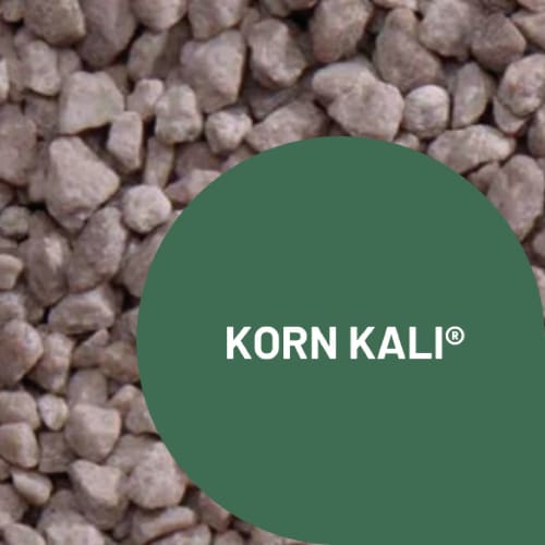KORN KALI - Compacté photo du produit Principale L
