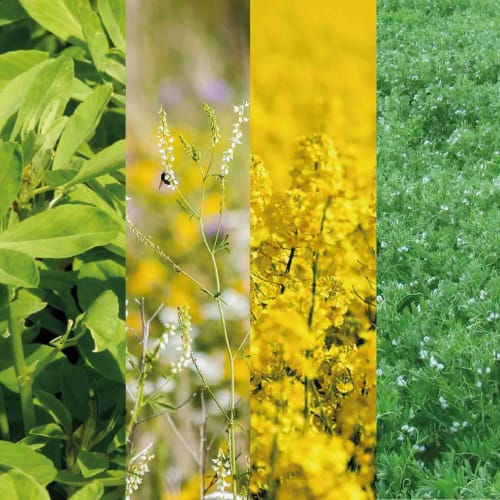 MÉLANGE PLANTES COMPAGNES - SYMBIO LFA  photo du produit Principale L